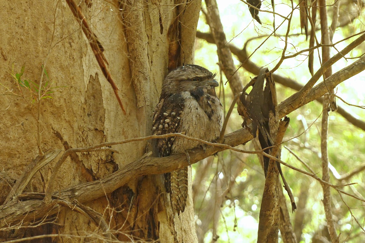 Podargo Australiano - ML646285450