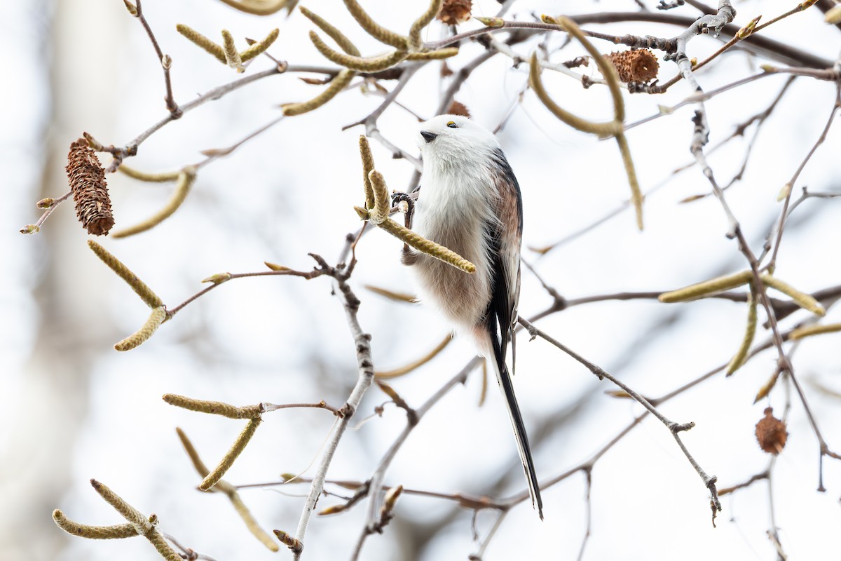 Синиця довгохвоста - ML646285452