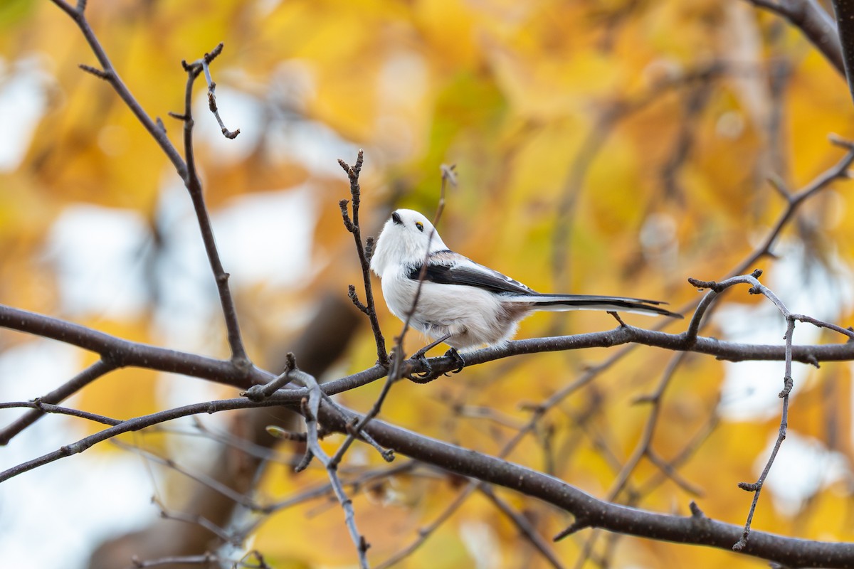 Синиця довгохвоста - ML646285453