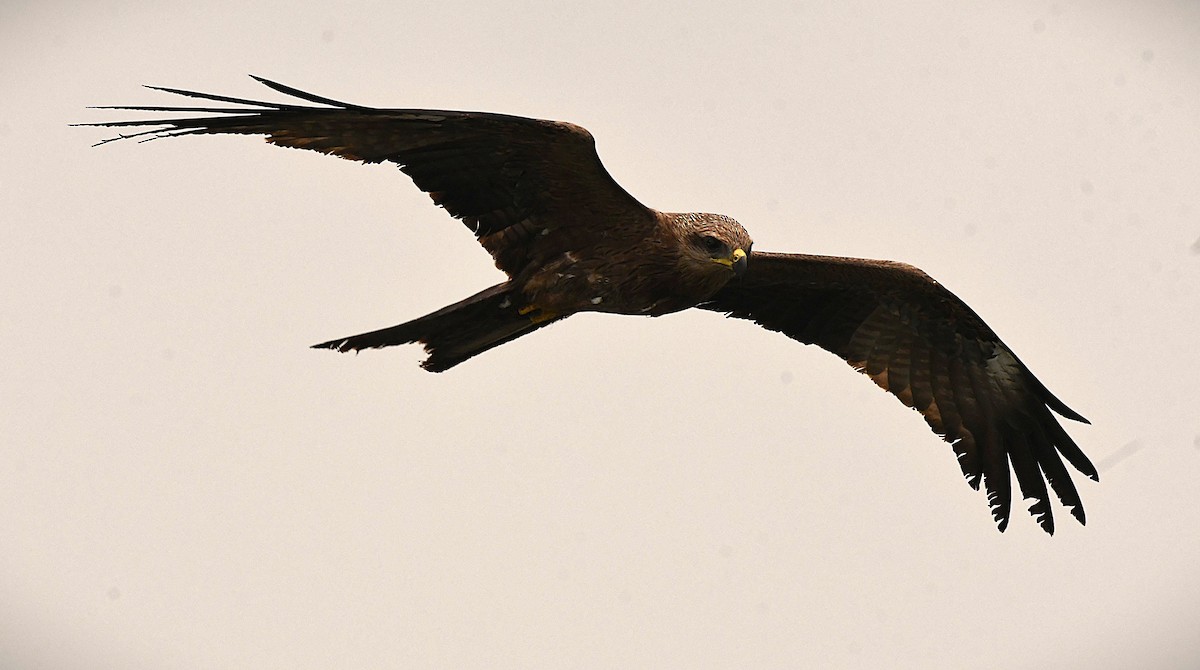 Black Kite - ML646285455
