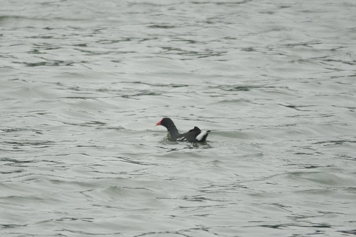 Gallineta Común - ML646285457