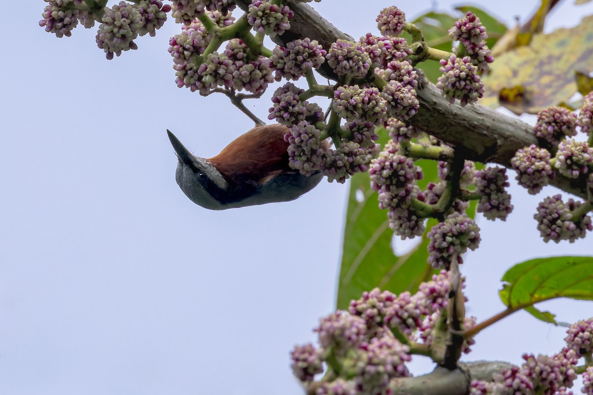Trepador Ventricastaño - ML646285459