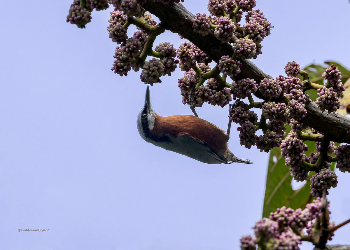 Trepador Ventricastaño - ML646285460