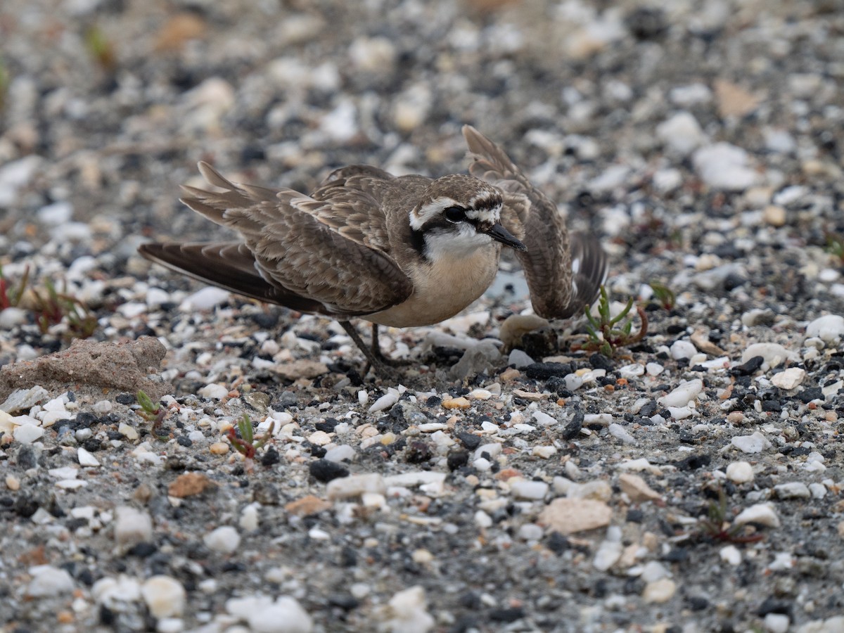Chorlitejo Pecuario - ML646285461