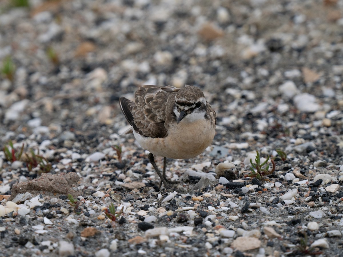 Chorlitejo Pecuario - ML646285462
