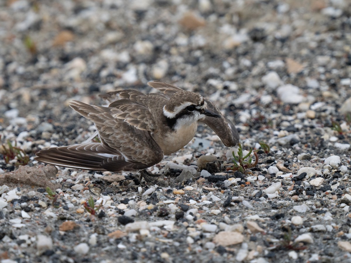 Chorlitejo Pecuario - ML646285463