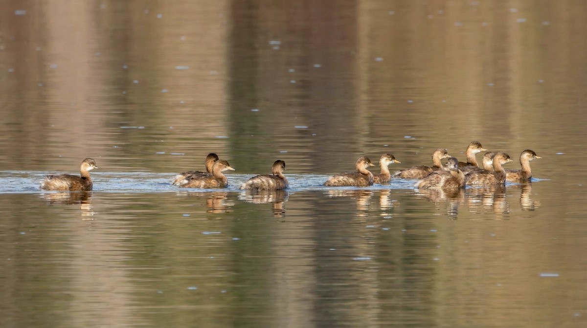 Zampullín Común - ML646285464