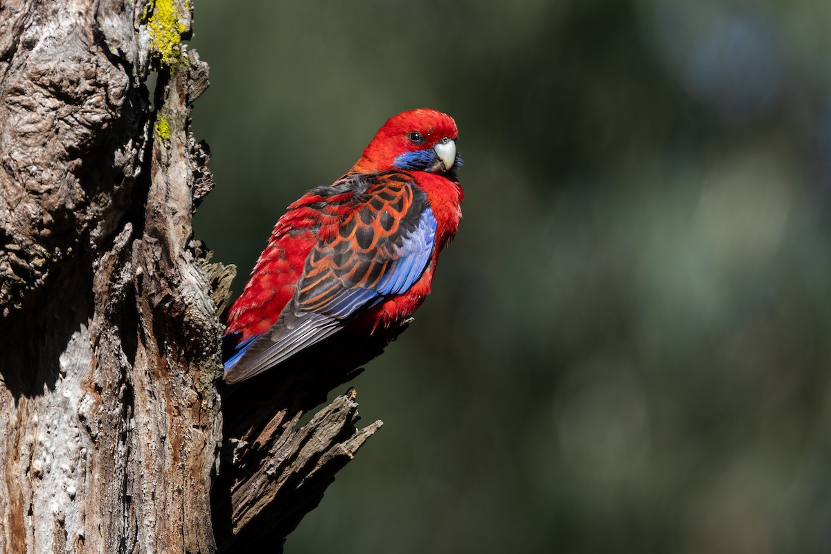 Perico Elegante (grupo elegans) - ML646285465