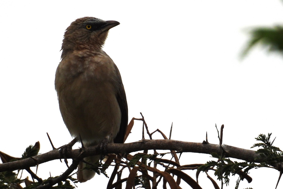 Turdoide Gris - ML646285466