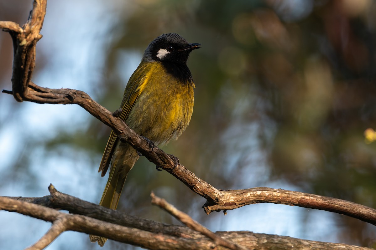 Mielero Orejiblanco - ML646285467