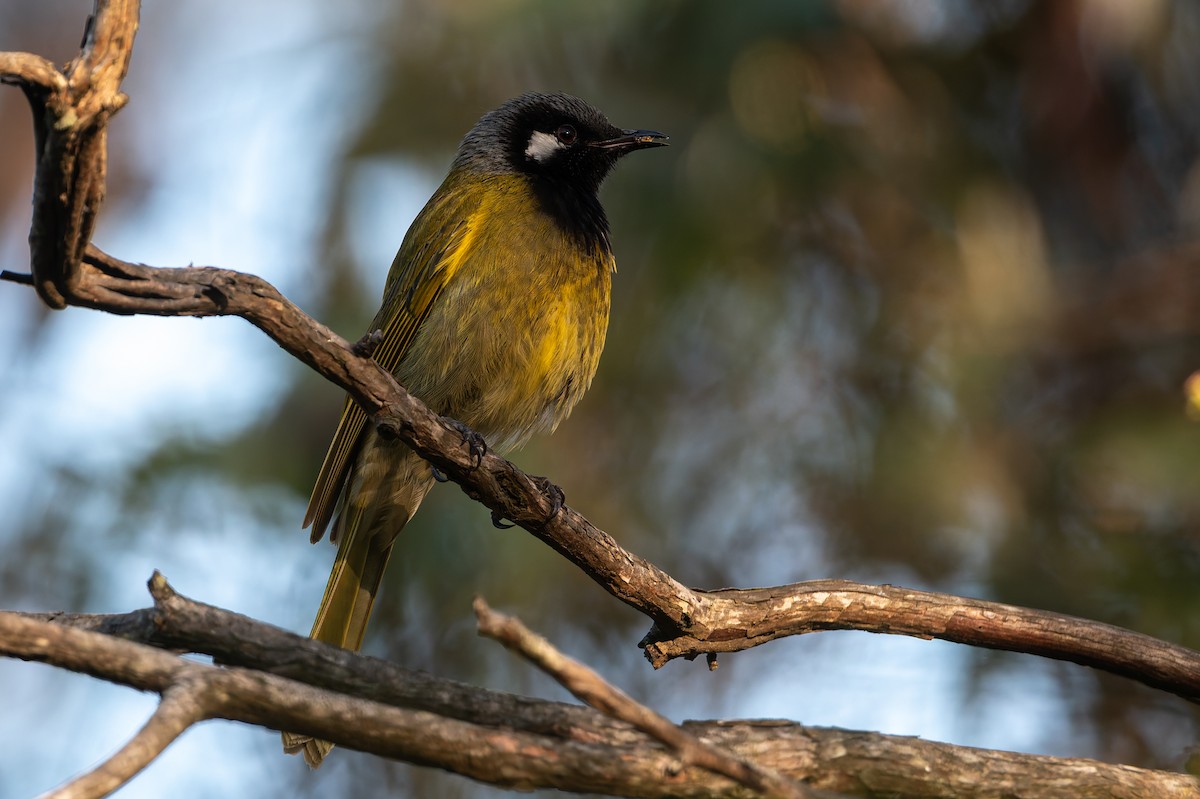 Mielero Orejiblanco - ML646285468