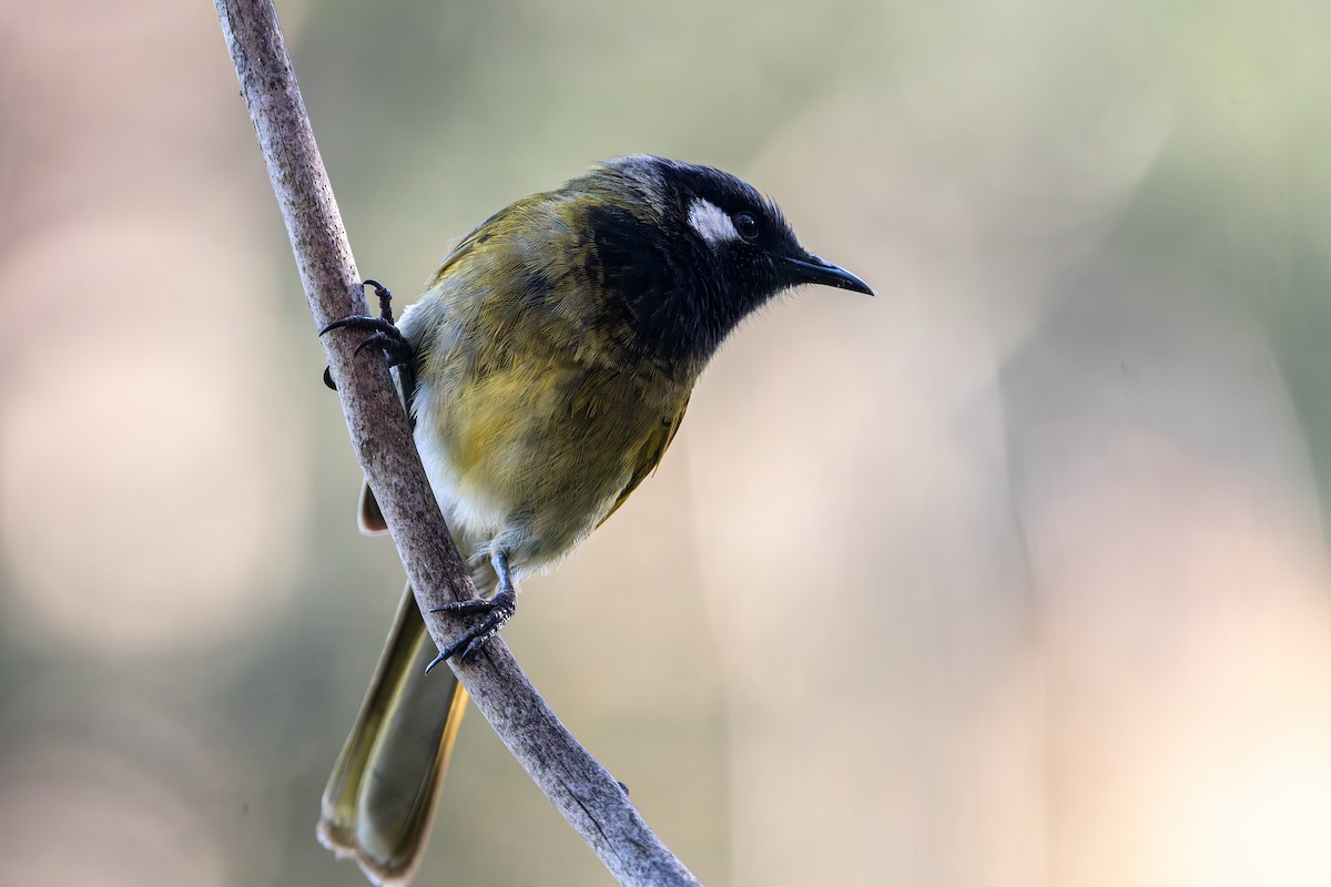 Mielero Orejiblanco - ML646285469