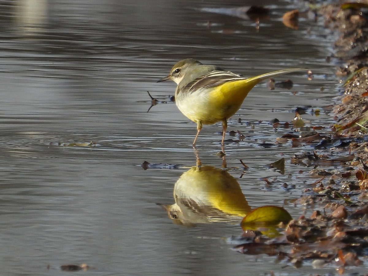 Lavandera Cascadeña - ML646285470