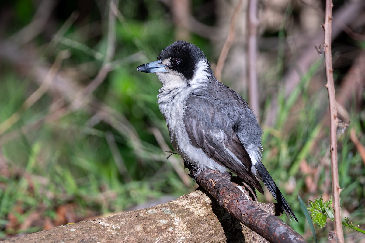 Verdugo Acollarado - ML646285471