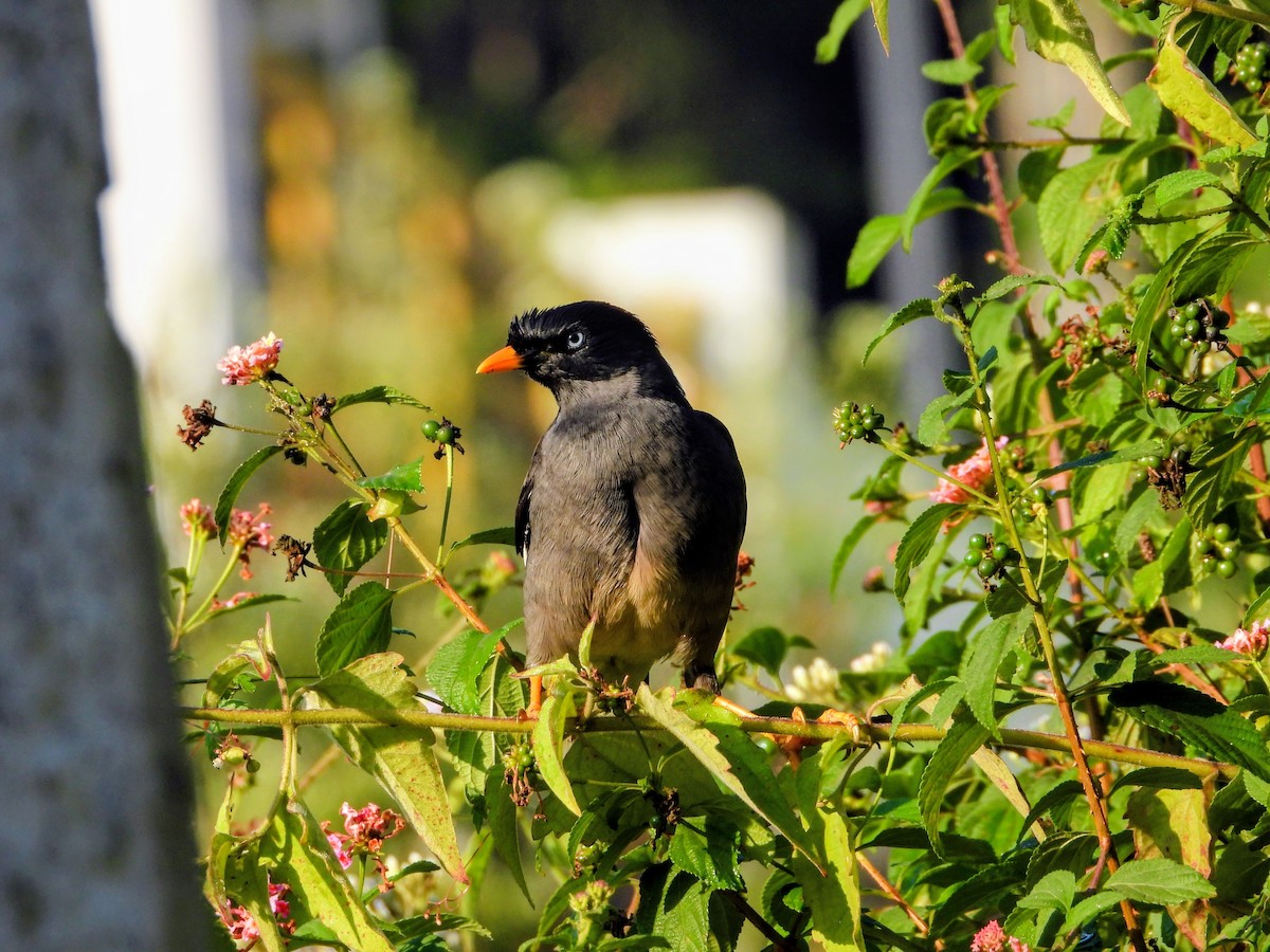 Miná de Jungla - ML646285472