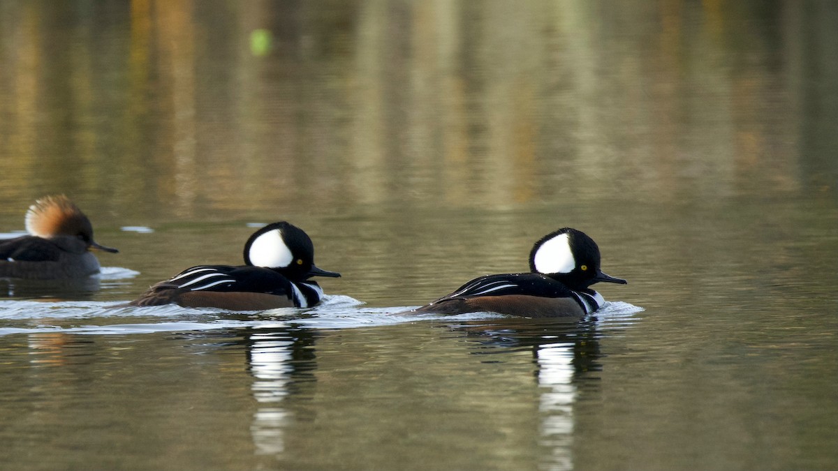 Serreta Capuchona - ML646285473