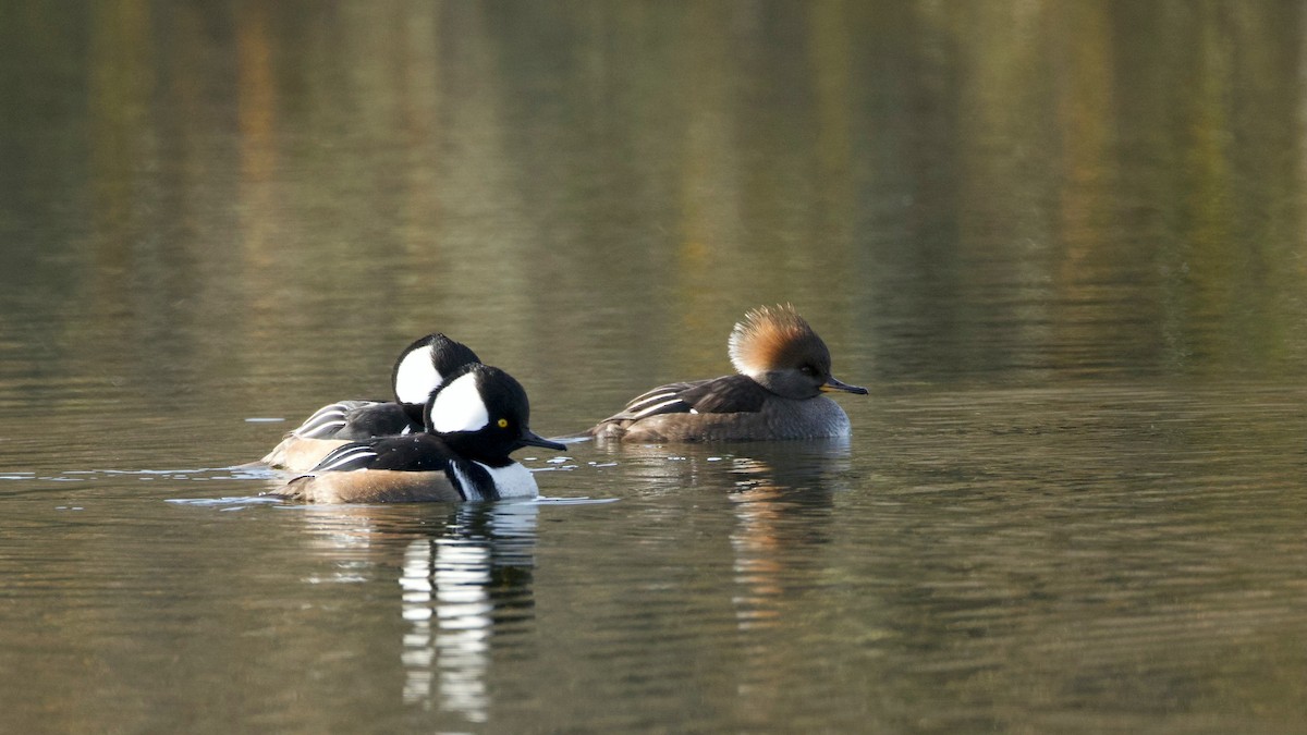 Serreta Capuchona - ML646285474