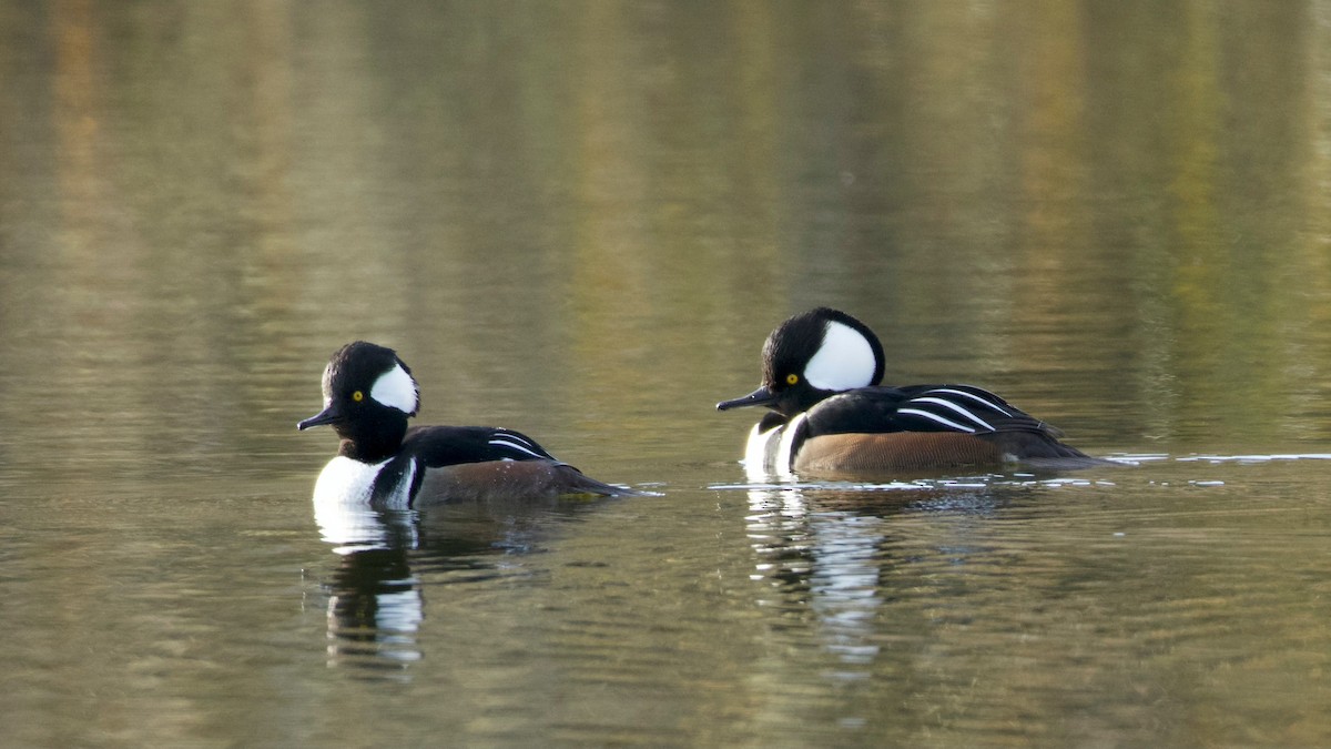 Serreta Capuchona - ML646285475