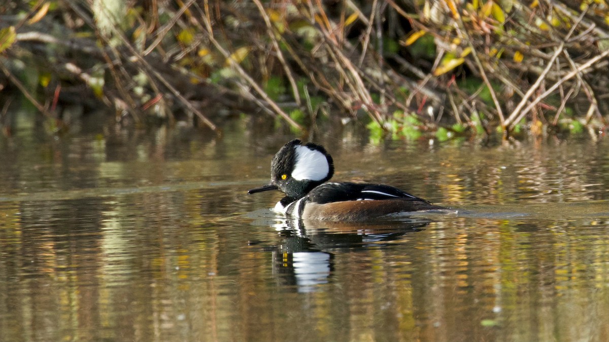 Serreta Capuchona - ML646285476
