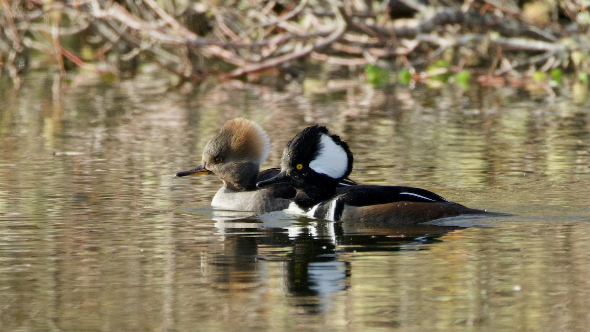 Serreta Capuchona - ML646285477