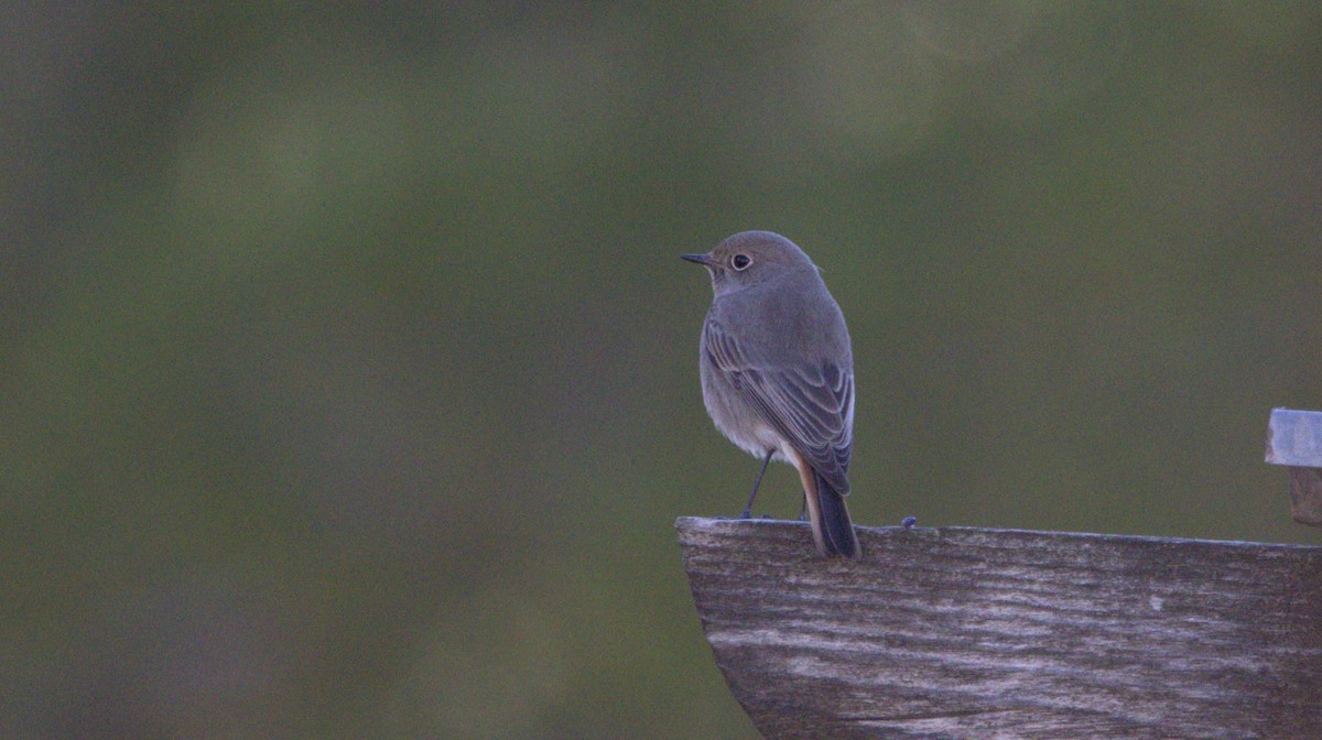 Colirrojo Tizón - ML646285478