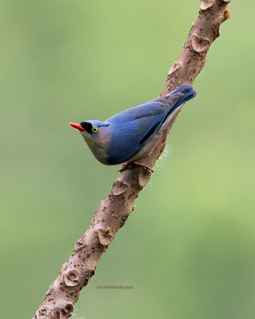 Trepador Piquirrojo - ML646285479