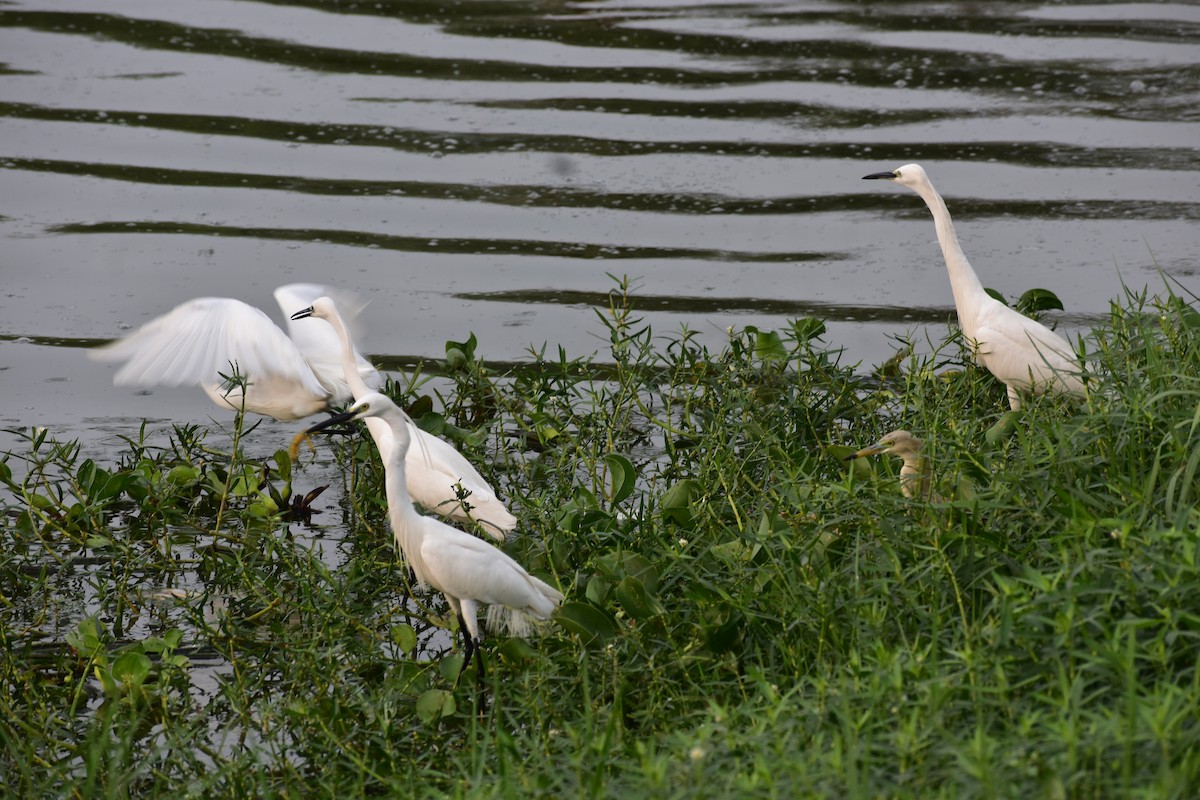 Garceta Común - ML646285480