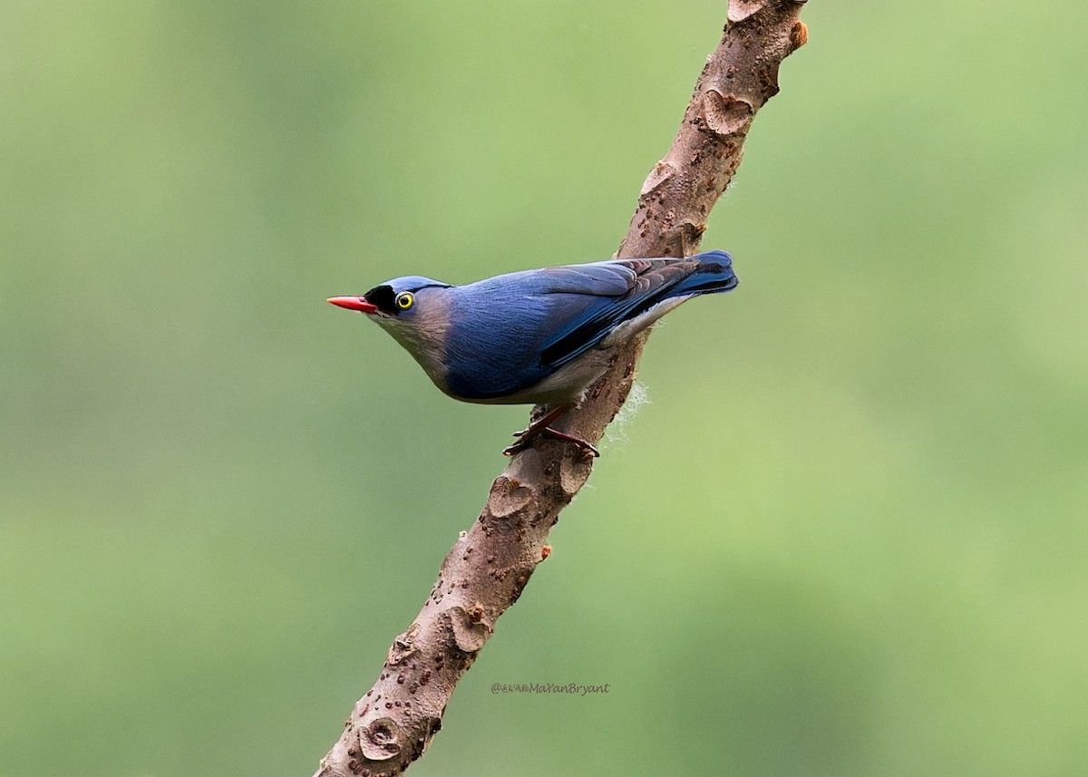 Trepador Piquirrojo - ML646285481