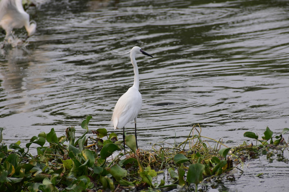 Aigrette garzette - ML646285482