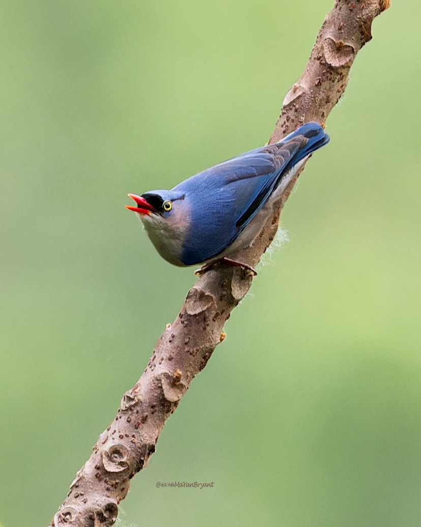 Trepador Piquirrojo - ML646285483