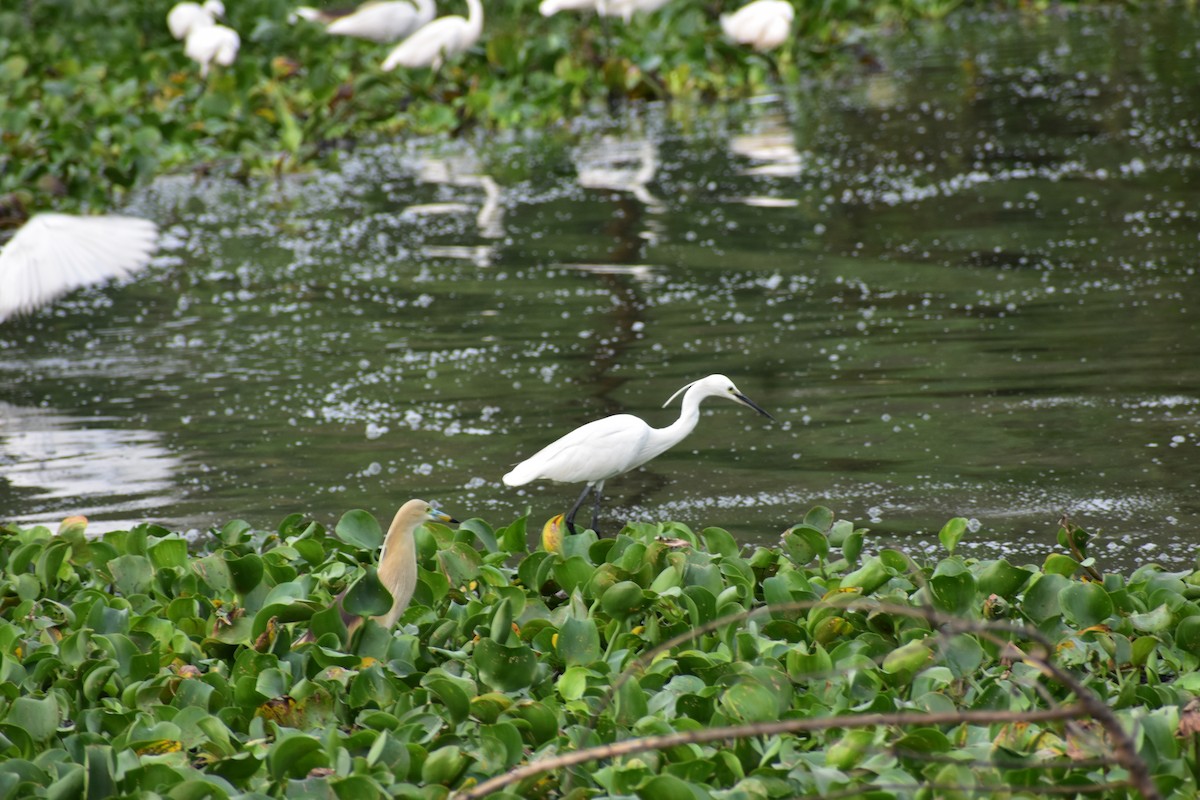 Garceta Común - ML646285484