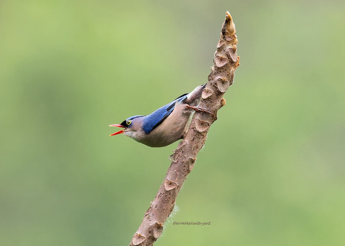 Trepador Piquirrojo - ML646285485