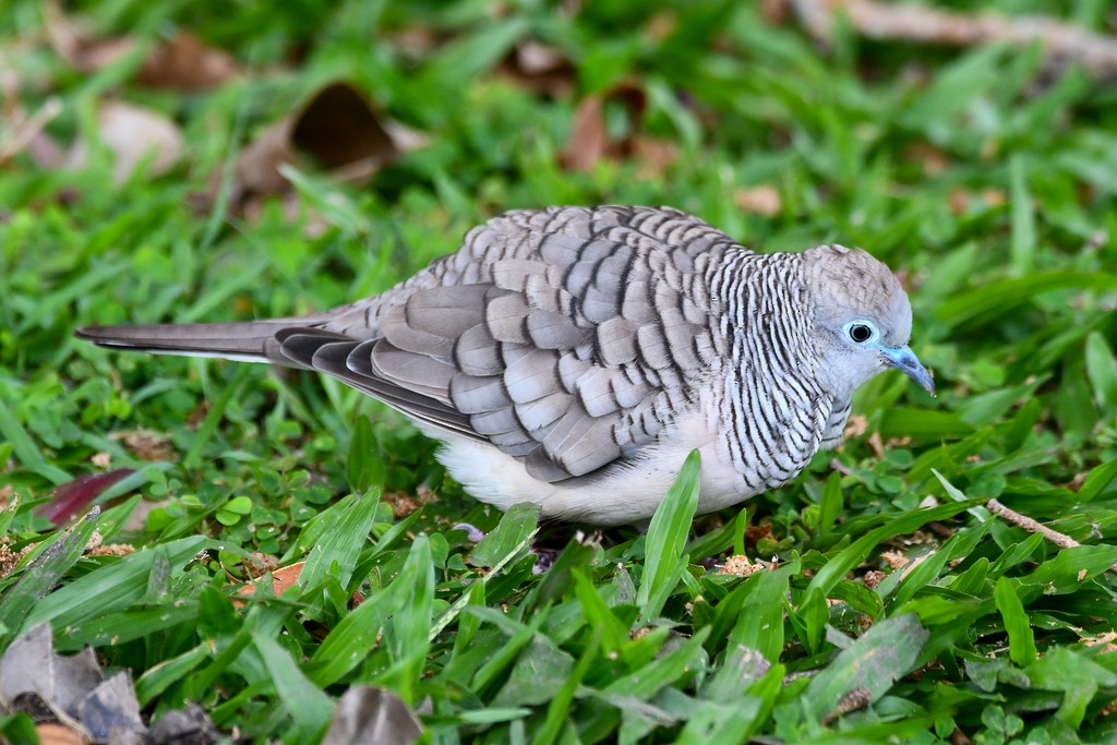 Tortolita Plácida - ML646285486