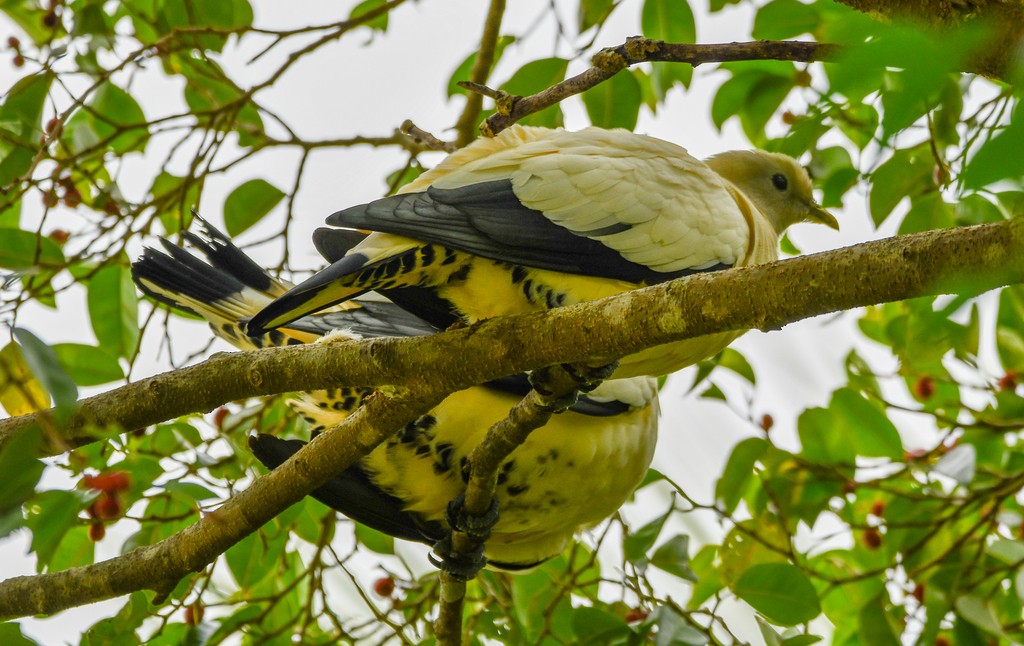 Dúcula Australiana - ML646285487