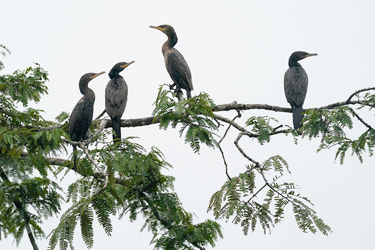 Cormorán Biguá - ML646285489