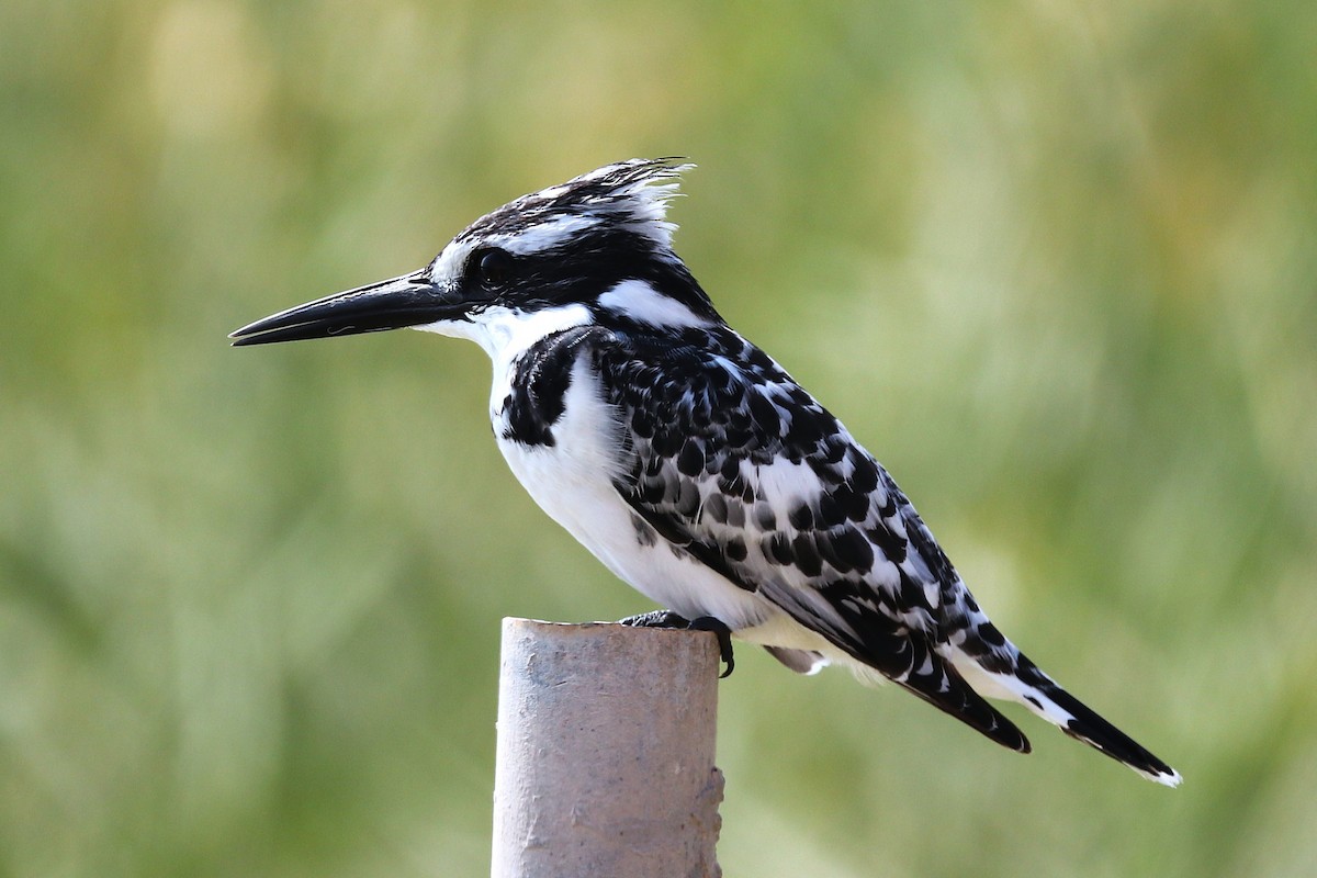 Pied Kingfisher - ML646285492