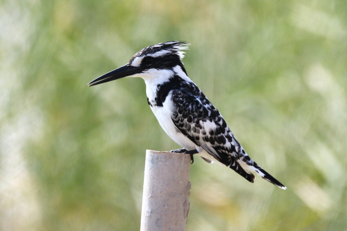 Pied Kingfisher - ML646285493