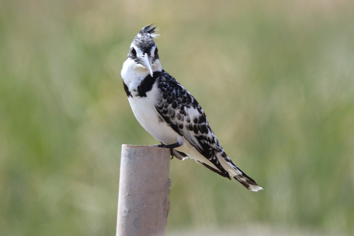 Pied Kingfisher - ML646285494