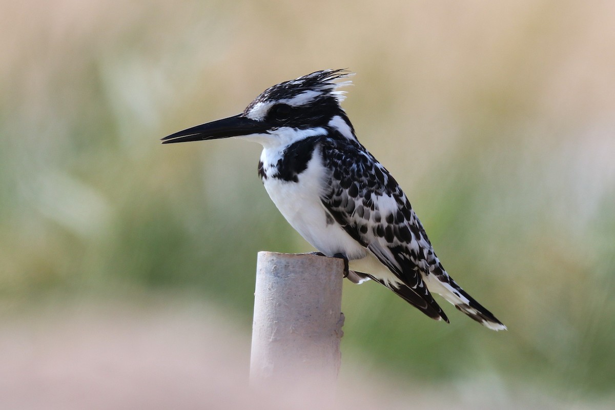 Pied Kingfisher - ML646285495