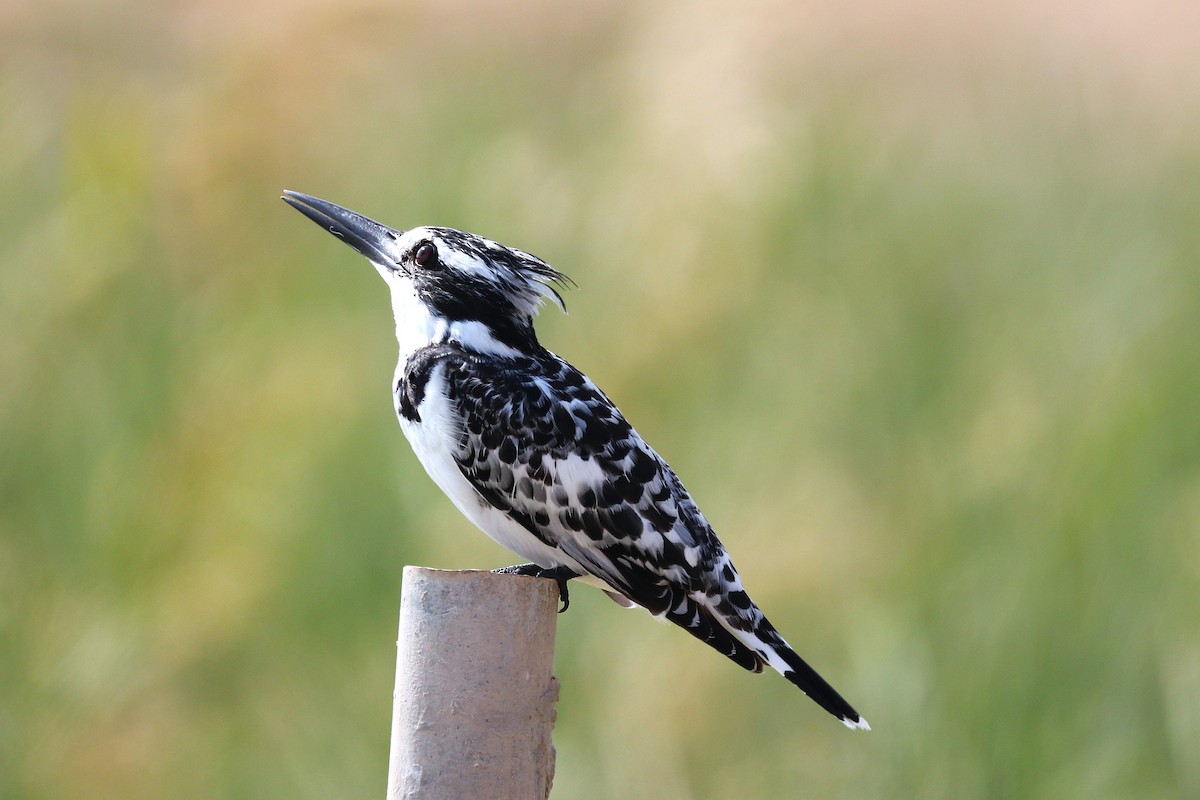 Pied Kingfisher - ML646285496