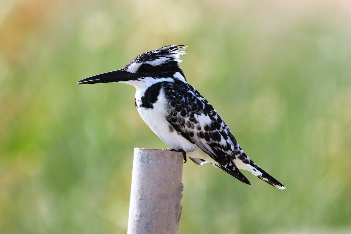 Pied Kingfisher - ML646285497