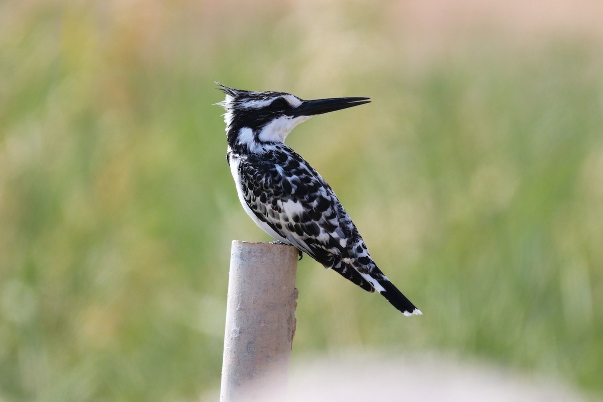 Pied Kingfisher - ML646285498