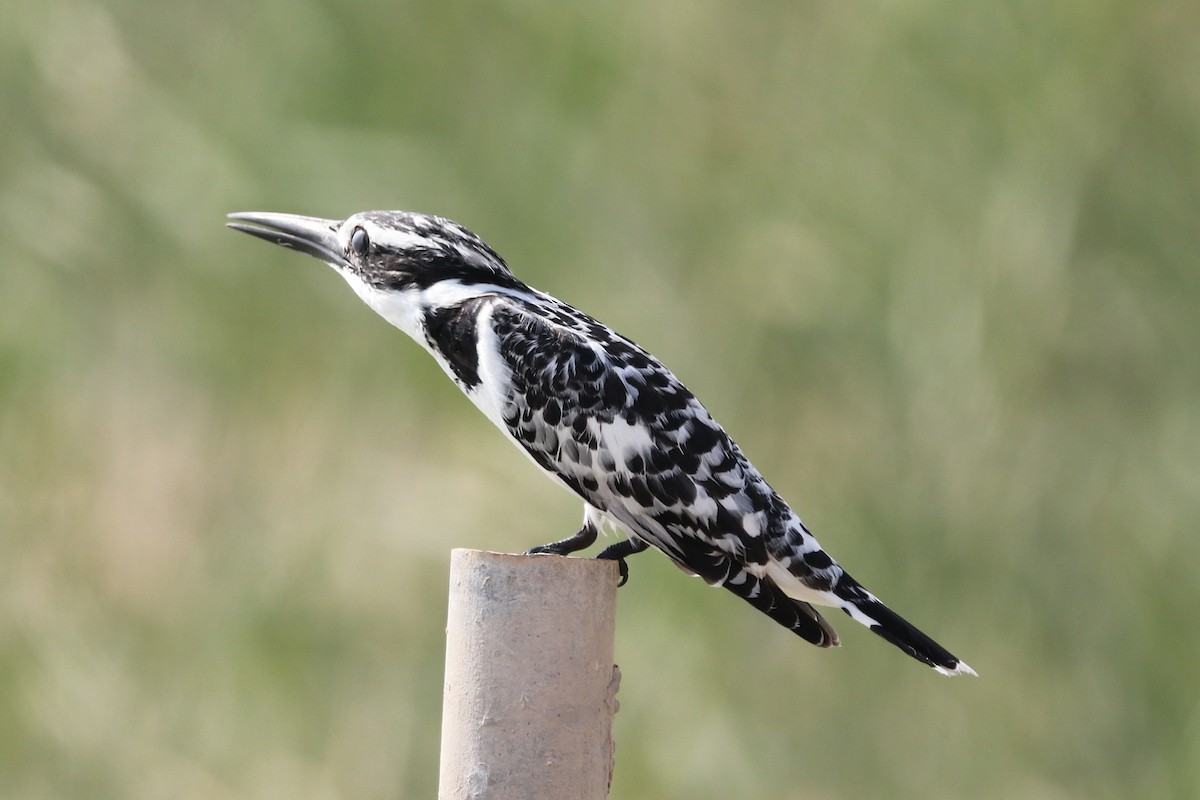 Pied Kingfisher - ML646285499