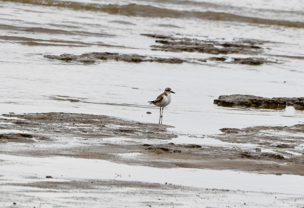 Greater Sand-Plover - ML646285507