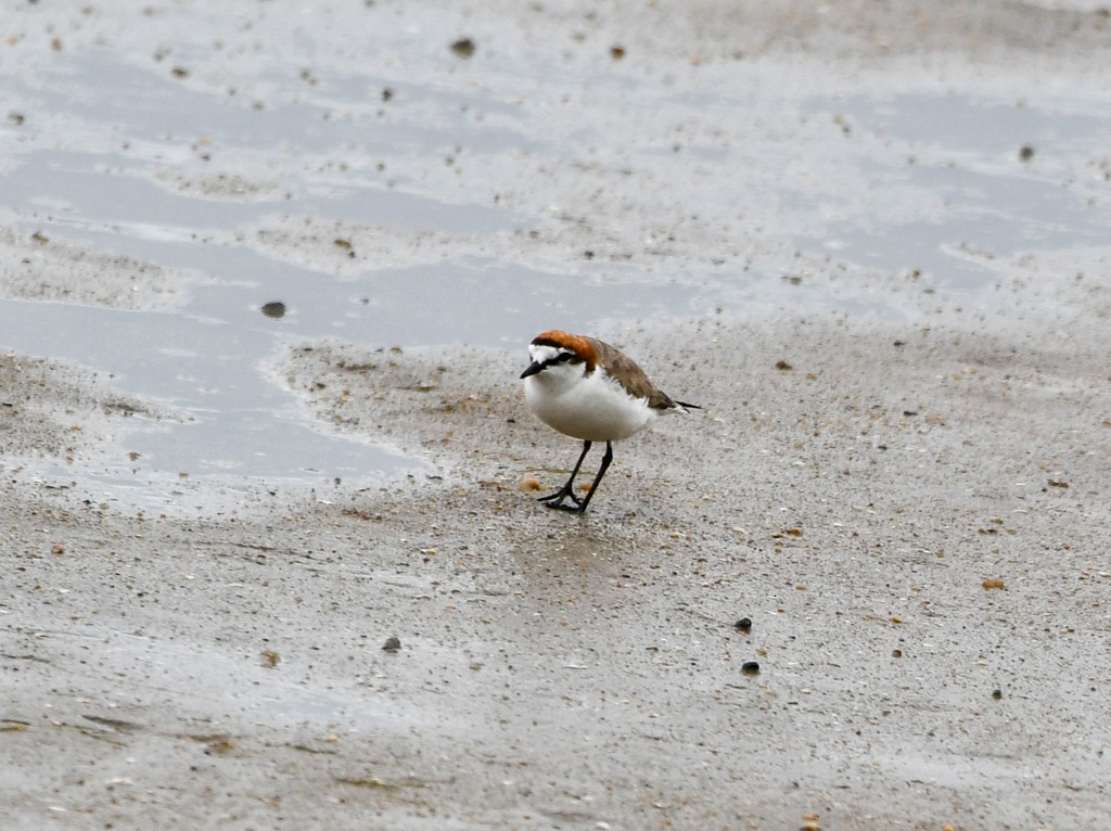 Red-capped Plover - ML646285508