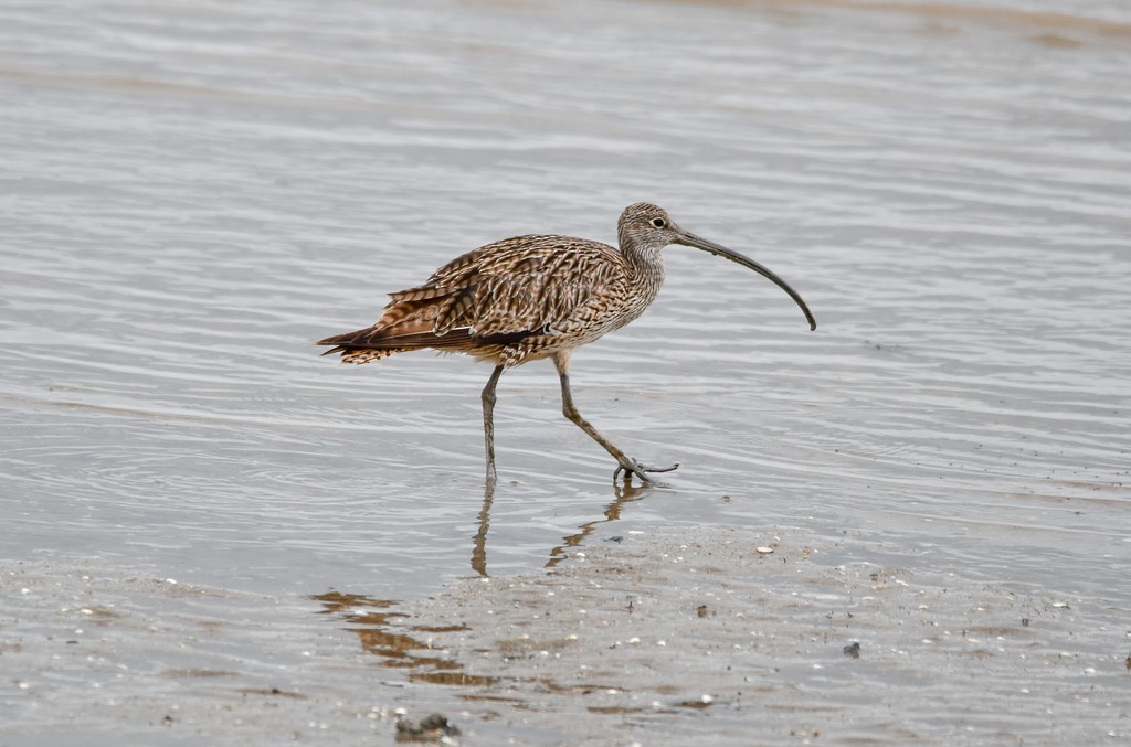 Far Eastern Curlew - ML646285509
