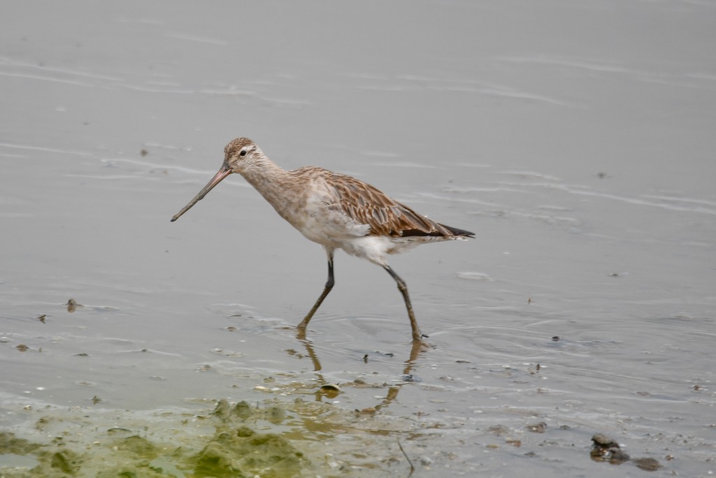 Bar-tailed Godwit - ML646285510