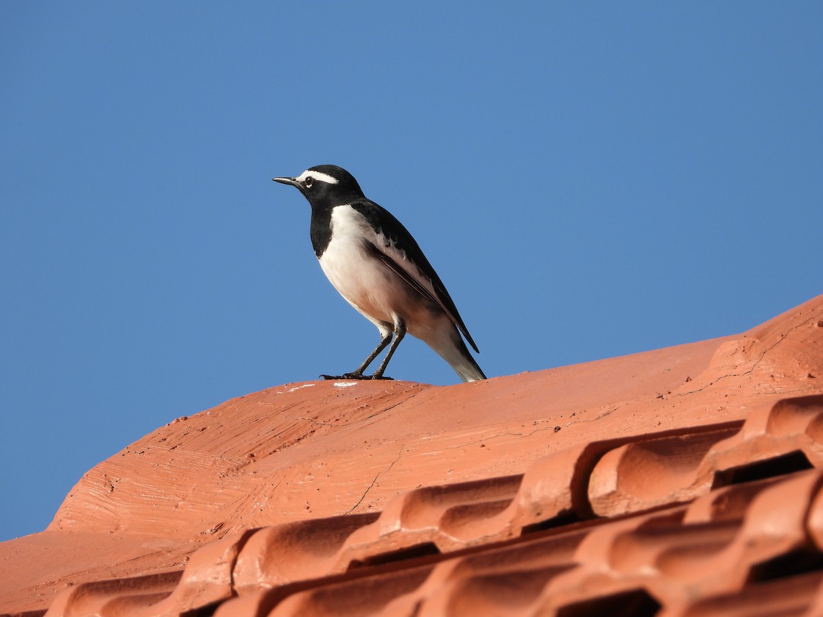 White-browed Wagtail - ML646285511