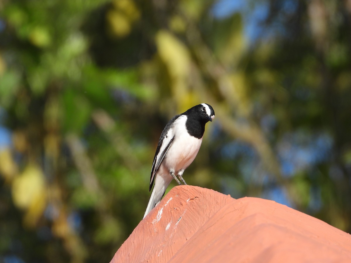 White-browed Wagtail - ML646285512