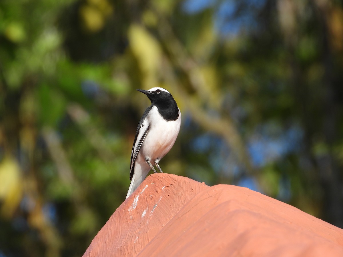 White-browed Wagtail - ML646285513